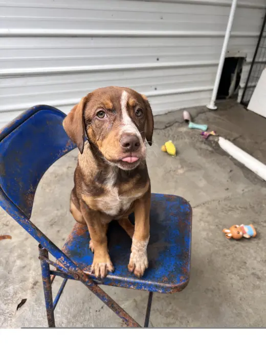 Roxy