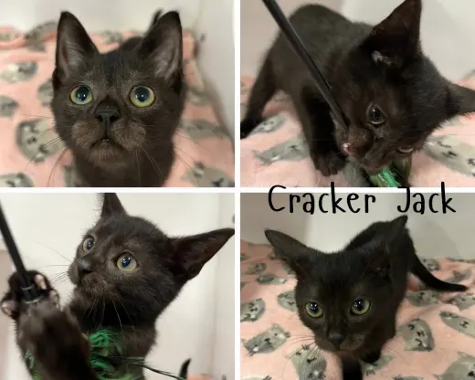Cracker Jack