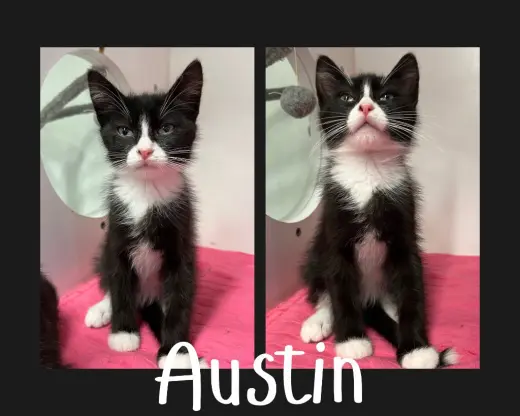 Austin