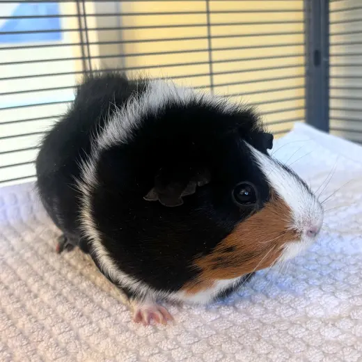 Oreo Cookie (F)