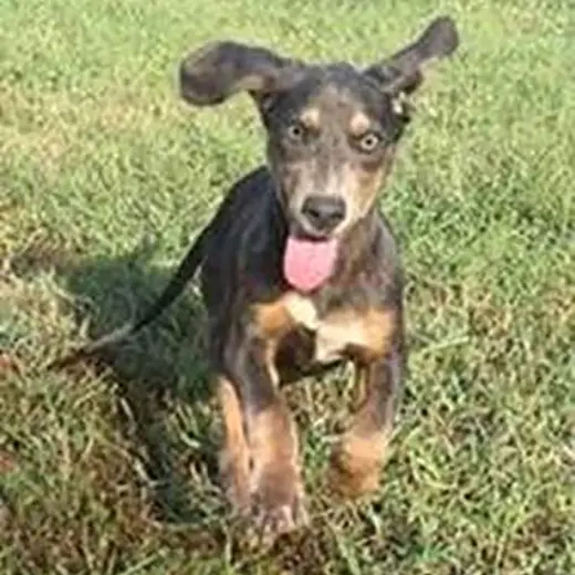 Dobie Shasta