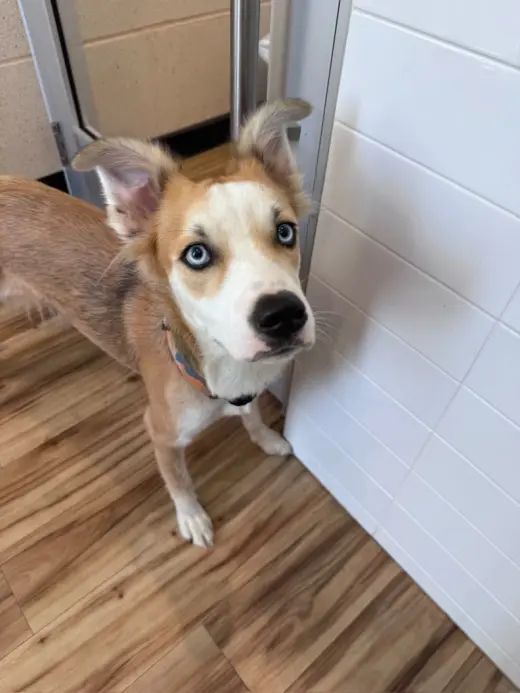 Moji