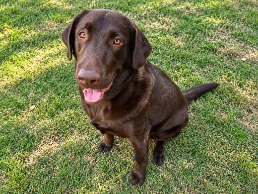 Tucker