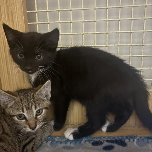 Back & white kitten