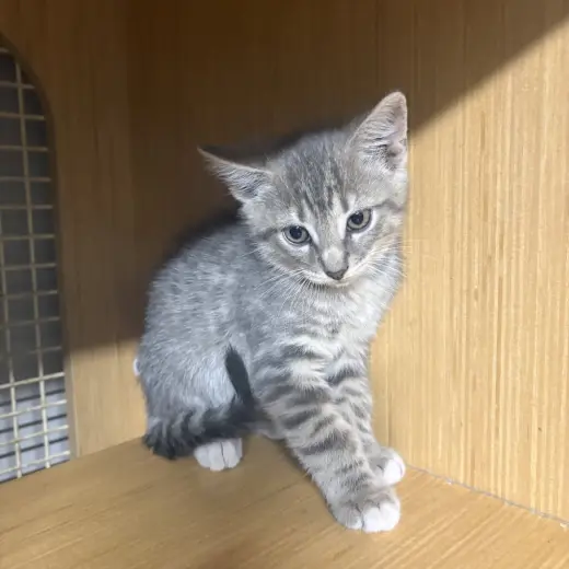 gray tabby kitten