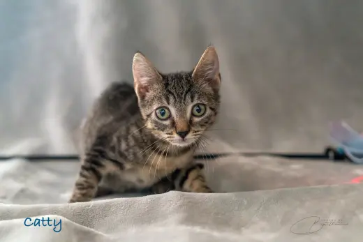 Catty
