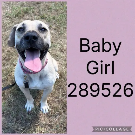 BABY GIRL