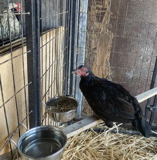 RAVEN*