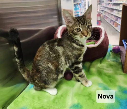 *Nova
