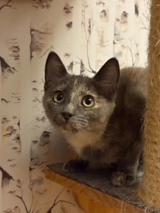 Muddle - Pending Adoption