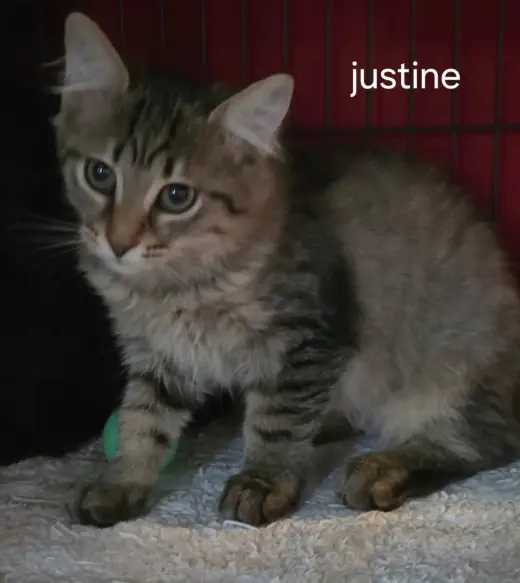 Justine
