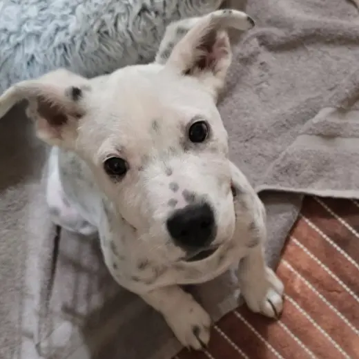 Dale - Pending Adoption