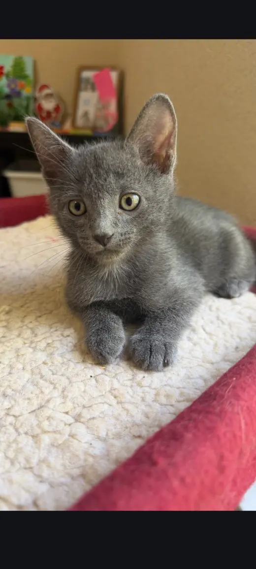 Emmett