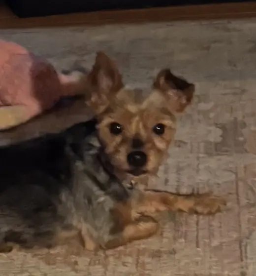 Libby (in foster)