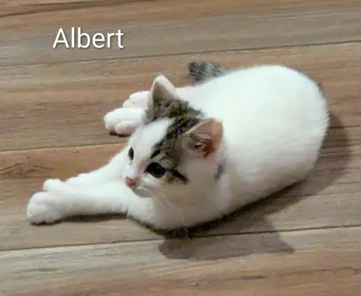 Albert