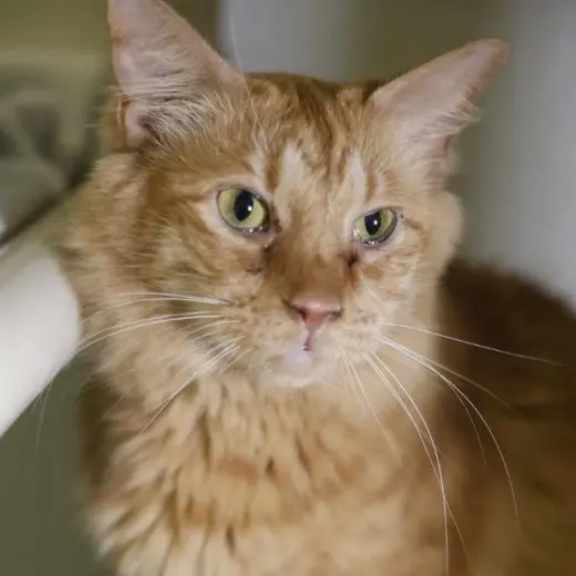 MISS GARFIELD