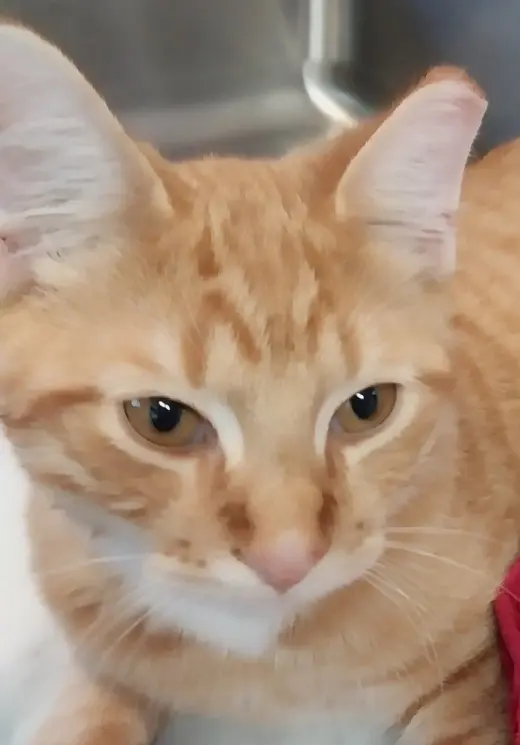 Murphy * IN FOSTER *