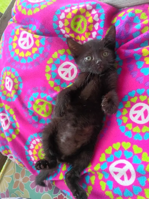 Pablo