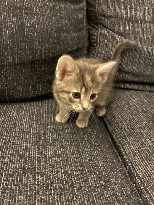 Lucy