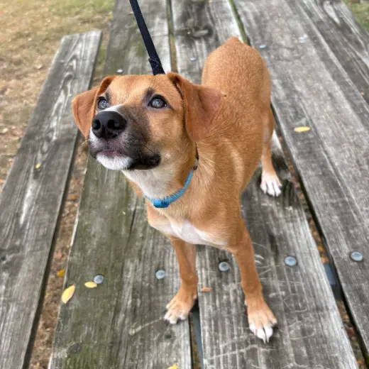 Gus