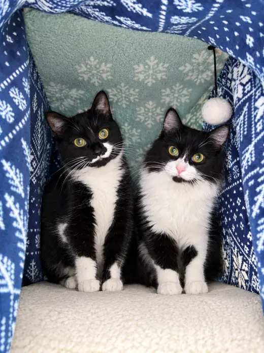 BORA & BURMA #2038A - Offered by Owner - Bonded