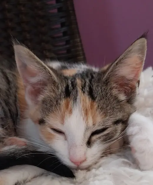 Bobbie * IN FOSTER *