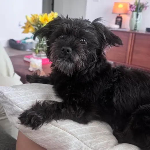 Lulu