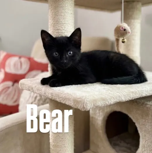 Bear