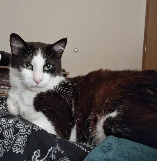 SOPHIE #2037 - Offered by Owner - Sweet senior
