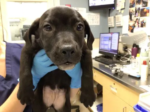 MONICA