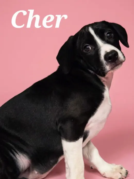 Cher