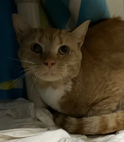 PURRCY