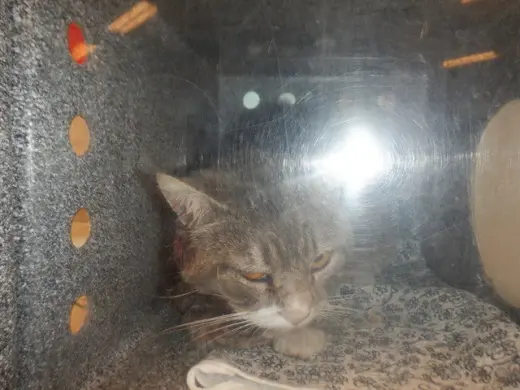 MEEMOW