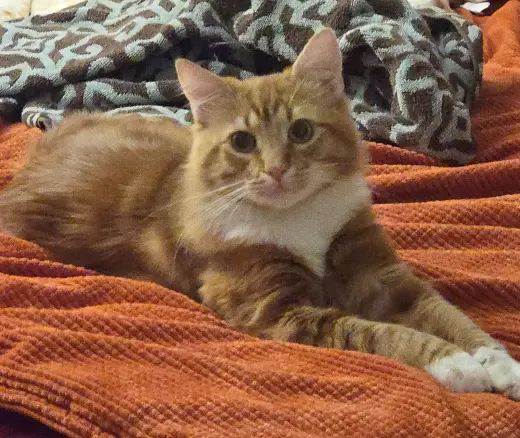 NACHO #2036 - Offered by Owner - Young Male