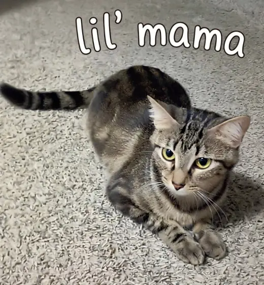 Lil' Mama