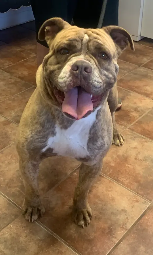 Diesel