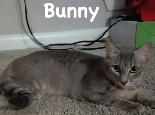 Bunny