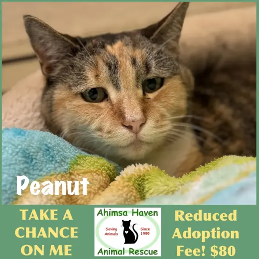 Peanut