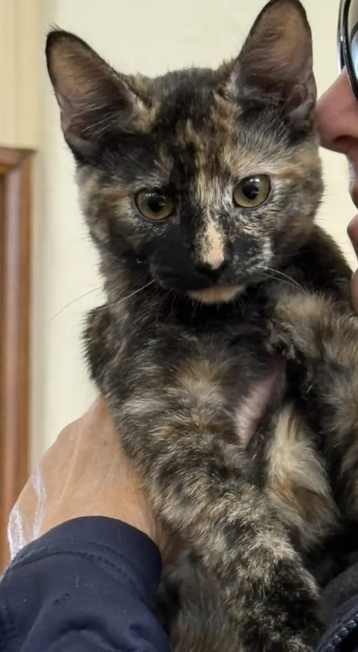 Nala ( Kat)