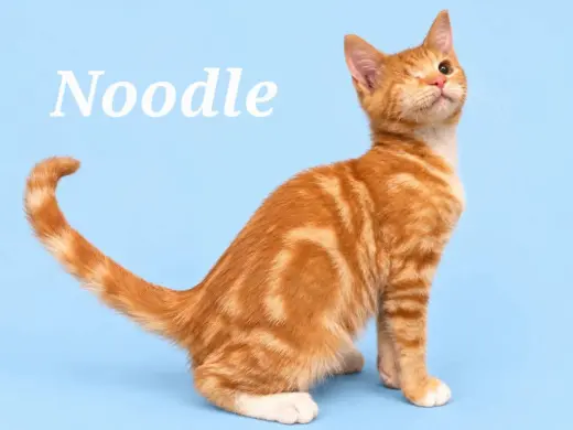 Noodle (Courtesy Post)