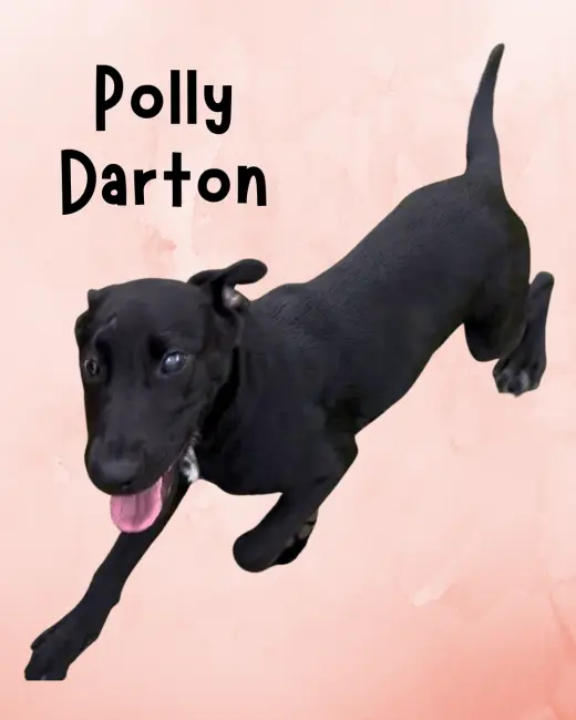 Polly Darton