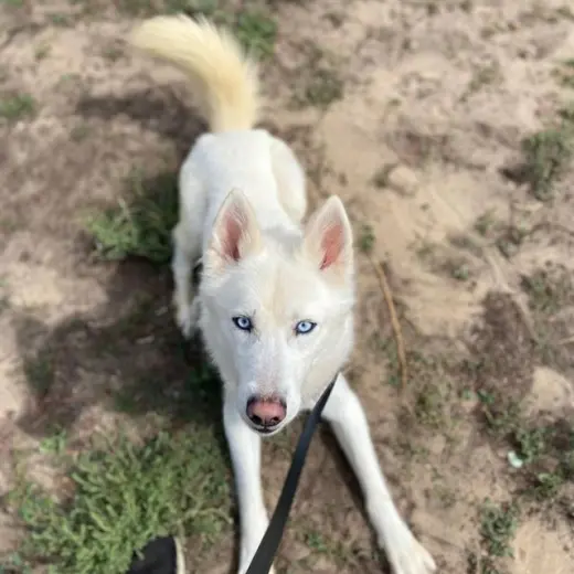 OSO
