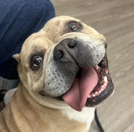 REX
