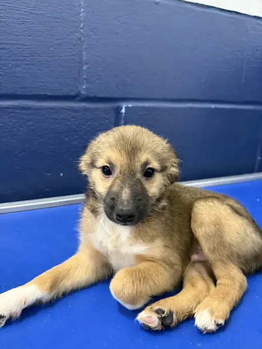 Beep 2mo AVA 10/7