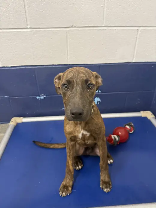 Tyson 4 mo AVA 10/7