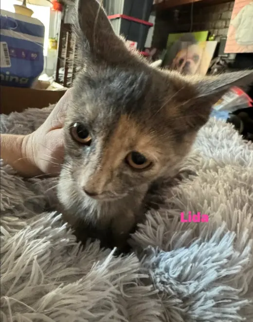 Lida - Not at shelter (Kori)