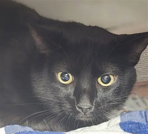 SALEM