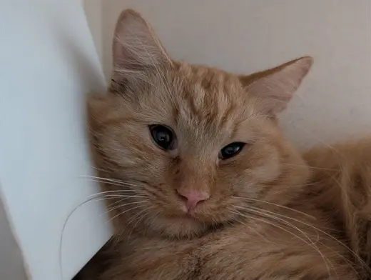 CARAMEL MITTENS