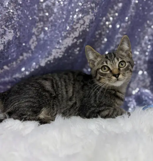Cattywampus
