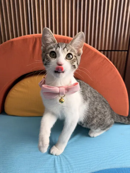 Sugar